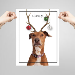 Personalized Pet Photo Holiday & Standard Prints - PrintChicks